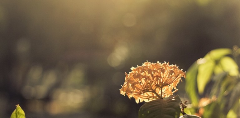 Lorem ipsum dolor sit amet consectetur