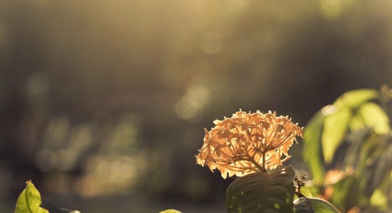 Lorem ipsum dolor sit amet consectetur